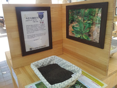 daegu-yangnyeongsi-herb-medicine-culture-festival