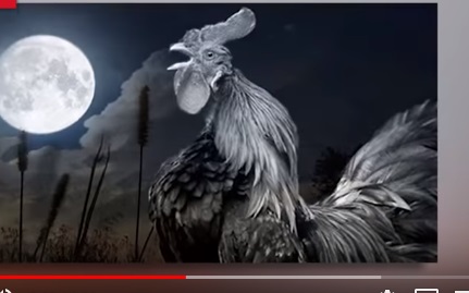 ayam jago ayam jago