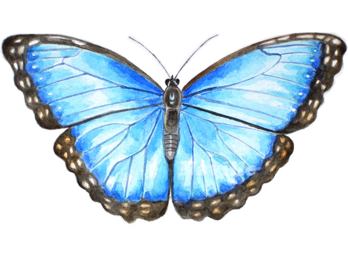 Blue Morpho Butterfly Watercolour Illustration Inspirations have I none