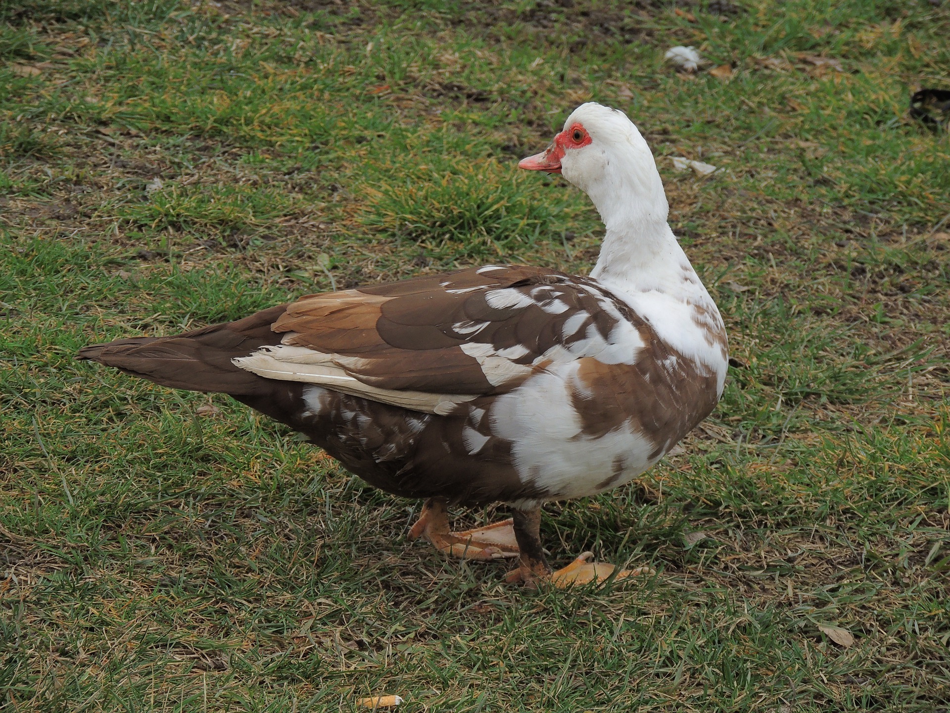 BALI DUCKS and MUSCOVY DUCKS Weight and Uses and Classifications