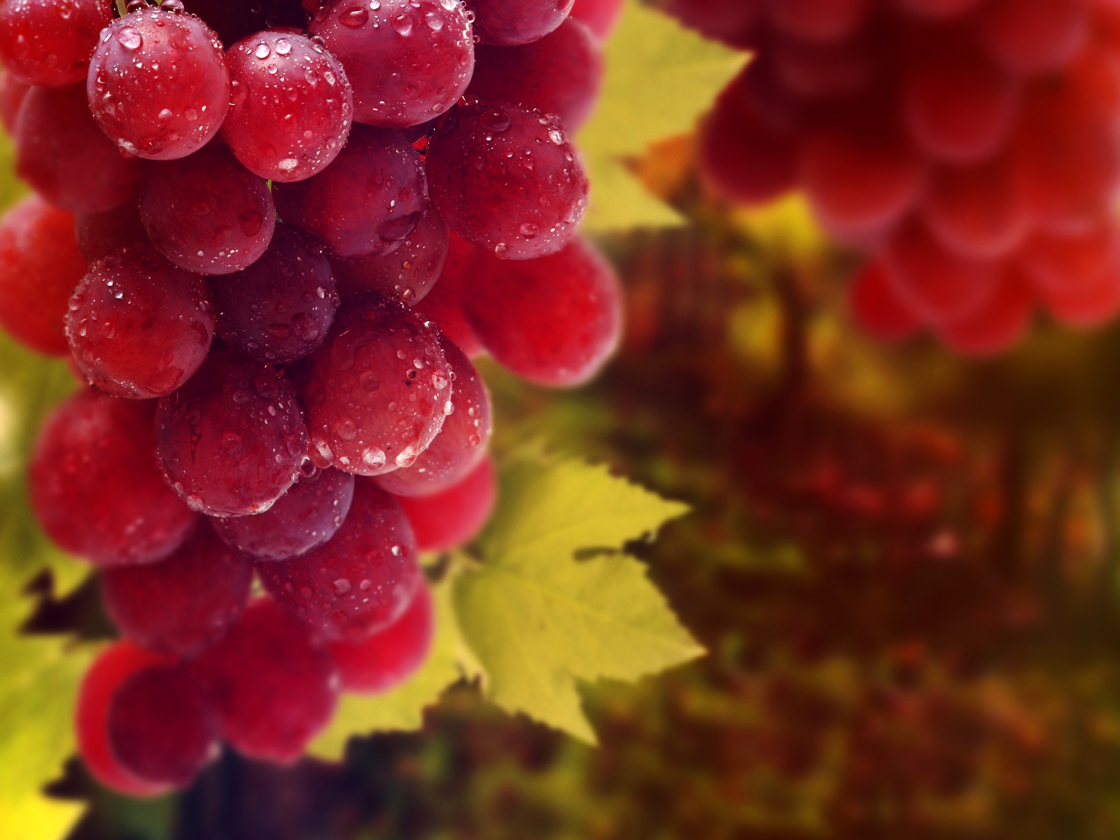 Grapes Macro Fruit Photography Hd Wallpapers Desktop Wallpaper