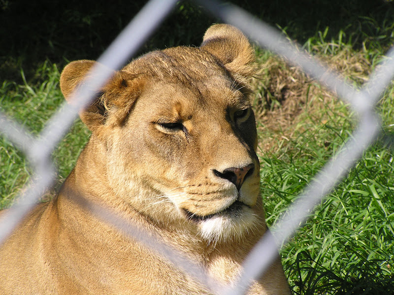 Just Lions Dartmoor Lions 2007