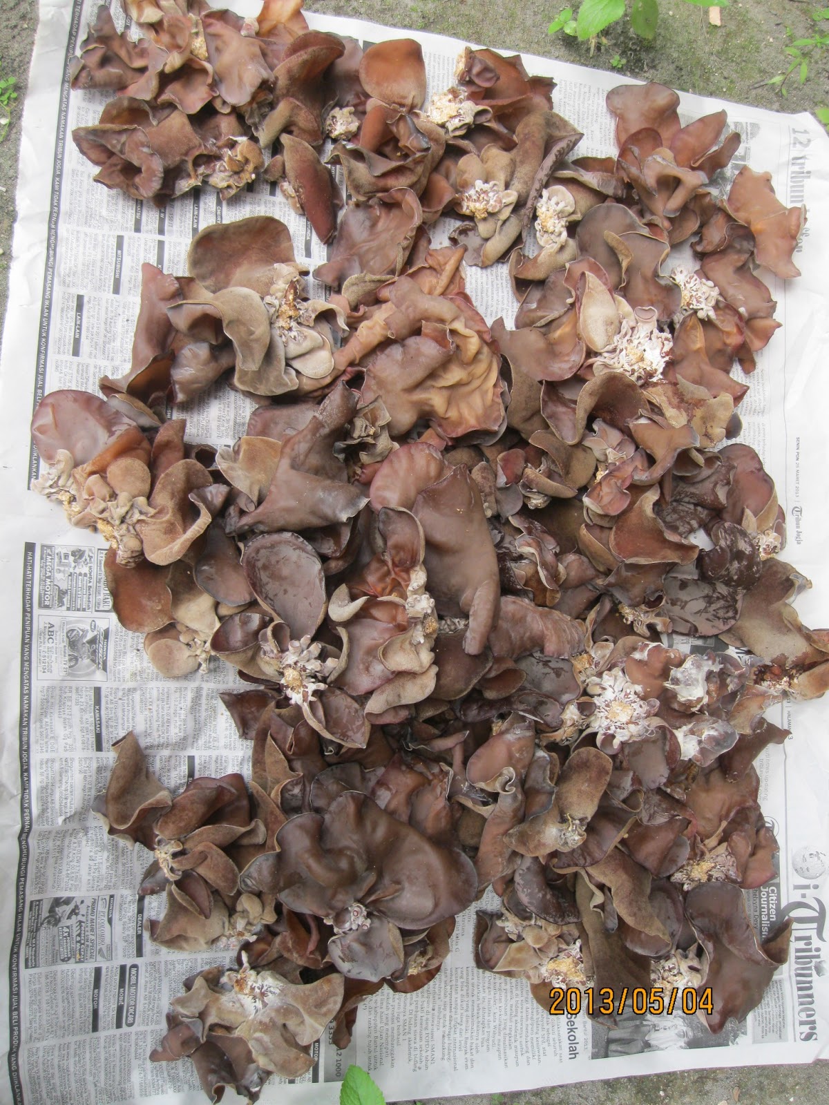 Proses Panen Jamur Kuping Jamur Segudang