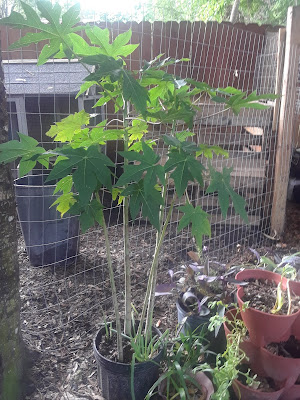 papaya in a pot