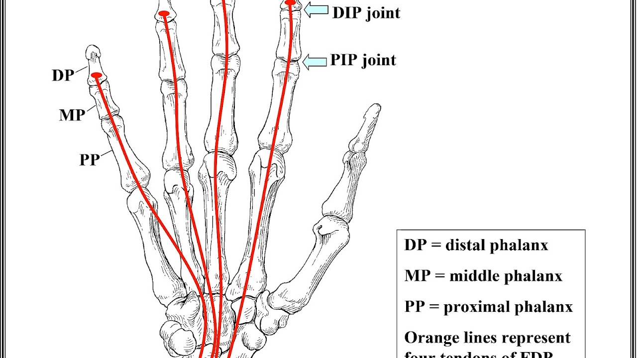 Pinky Finger Bones Pink Choices pinky-finger-bones-pink-choices