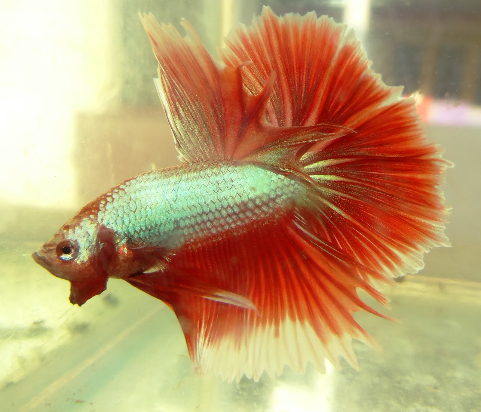 Betta / Fighter fish keeping and Breeding Half Moon and