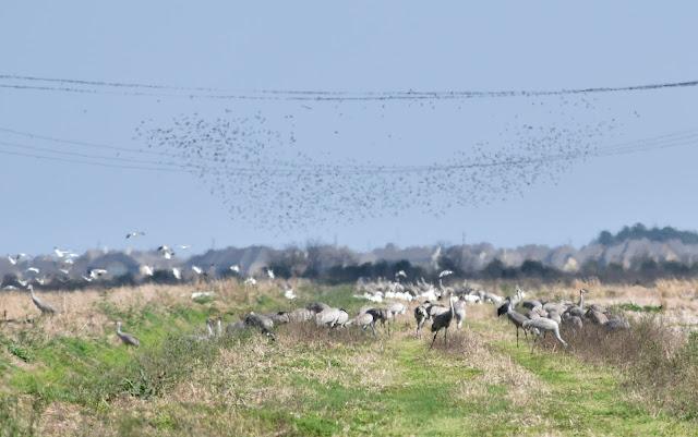 Sandhill Cranes, Snow Geese, White-fronted Geese and Starling Murmurations