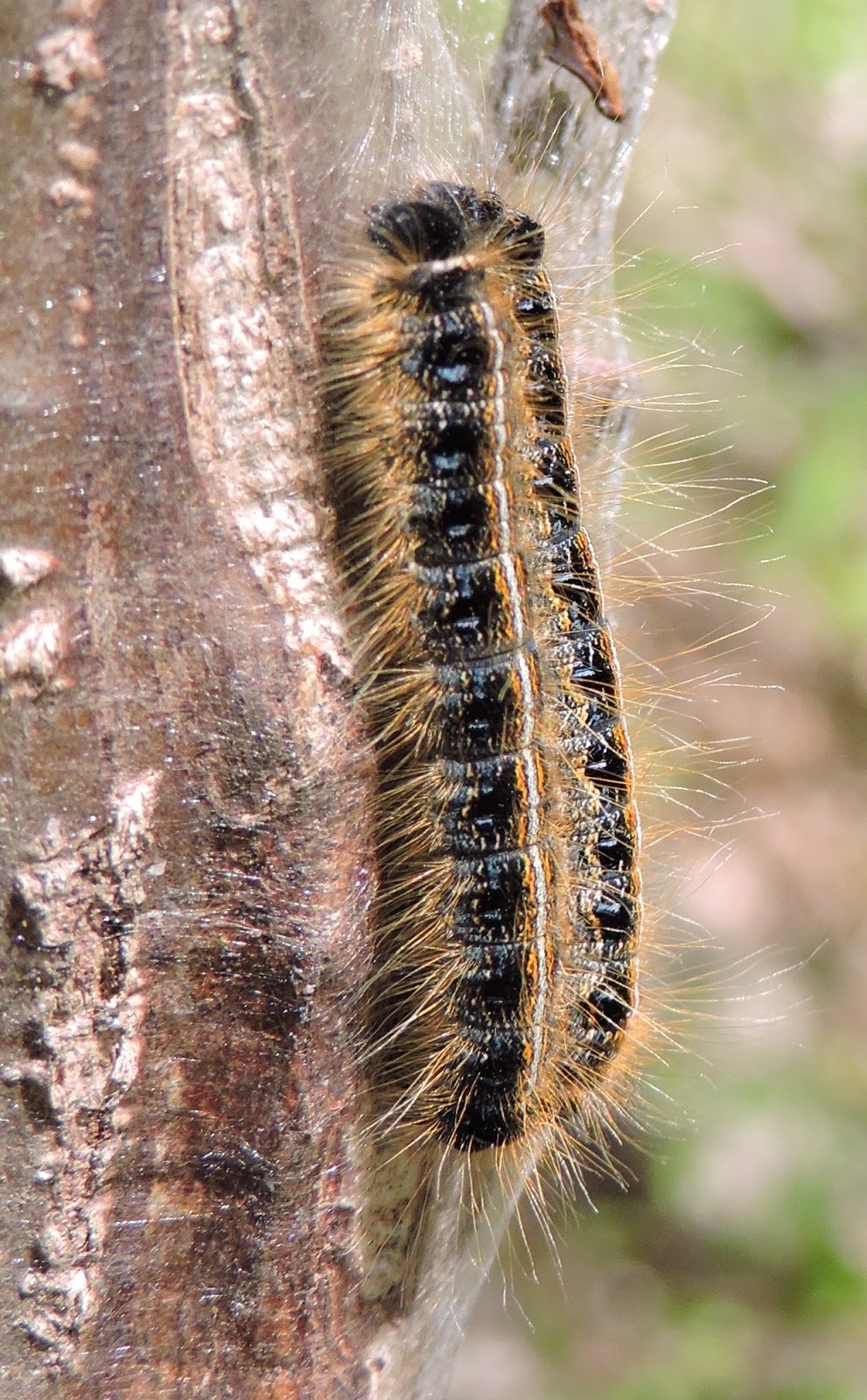Springfield Plateau Walnut Caterpillars
