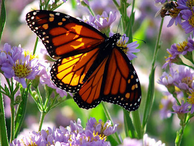 Beautiful Monarch butterly is in a flower garden