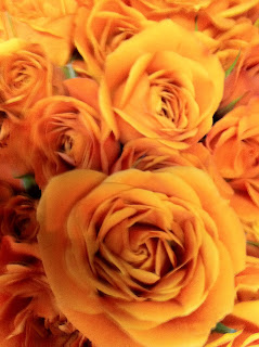 Orange Spray Roses - Stein Your Florist Co.
