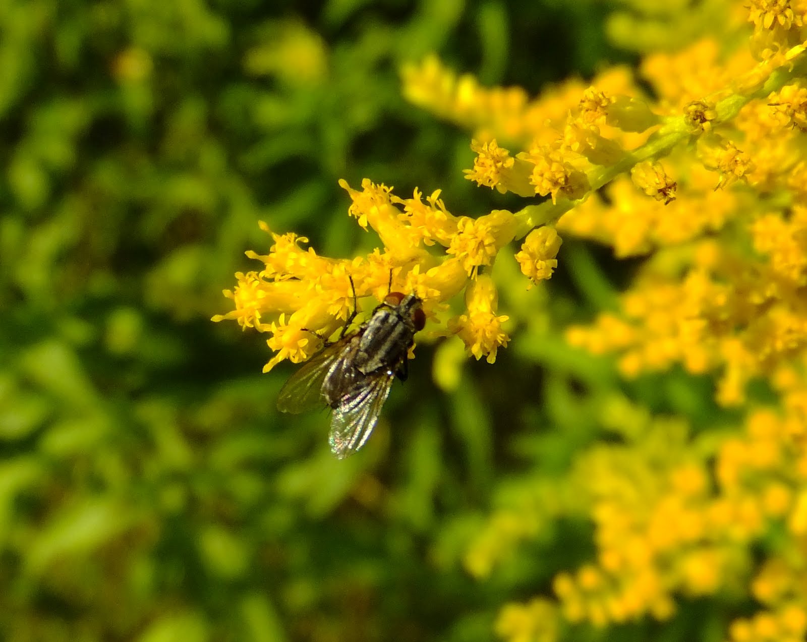 Roadside Field Notes Crossing paths at the Goldenrod