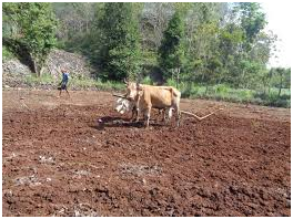 Teknis Tradisional Pengelolaan Lahan