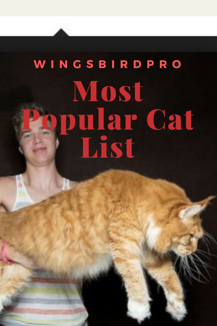 Most Popular Cat List in The World wingsbirdpro.blogspot