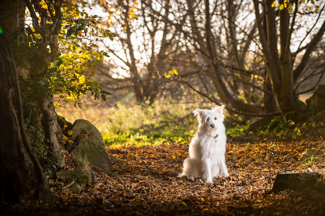 Lurcher in Autumnal woods by Hairy Dog Photography