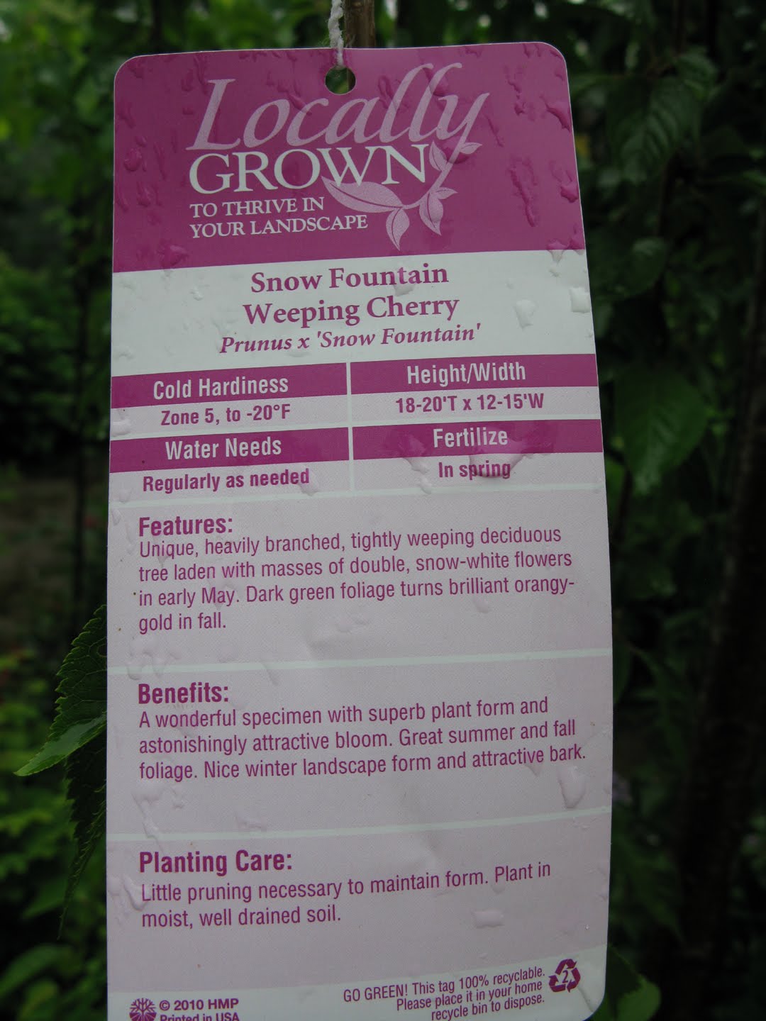 Victoria Gardens: Weeping Cherry Trees - 'Pendula' and 'Snowfountain'