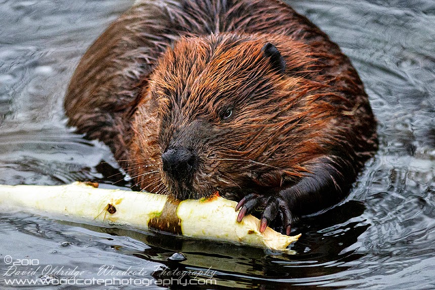 Info animales CASTORES Y AFINES Info animales CASTORES Y AFINES