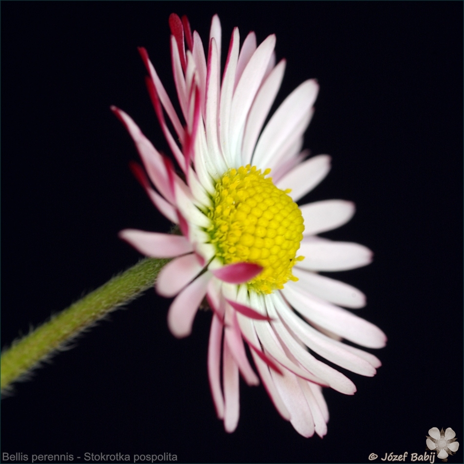 Bellis perennis - Stokrotka pospolita 