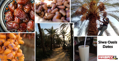 تمور واحة سيوة  Siwa Oasis Dates