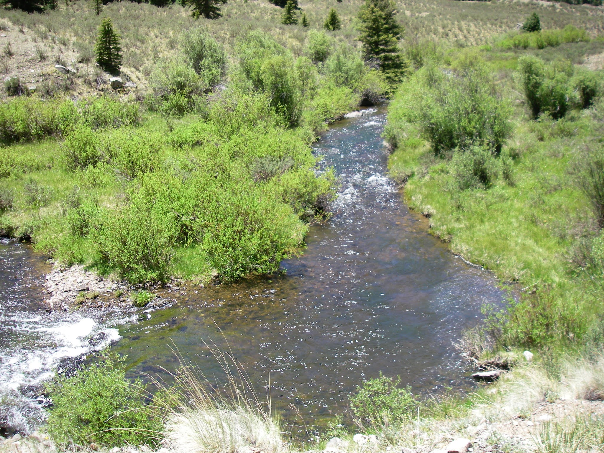 tenkarafisher Lake Fork, Conejos area, Colorado