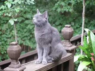 القط الروسي الازرق