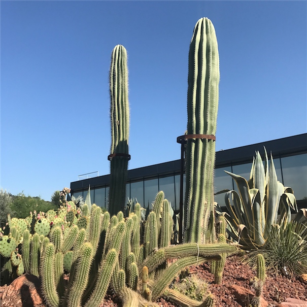 Jardín_cactus_Desert_city
