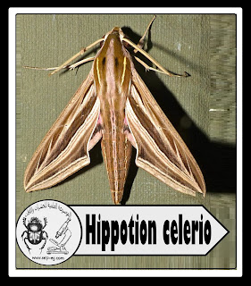 دودة ورق العنب المنقطة Hippotion celerio الوصف المورفولجي ودورة الحياة وطرق المكافحة