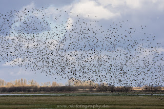 Naturfotografie Wildlifefotografie Tierfotografie Ochsenmoor Starenschwarm Vogelschwarm