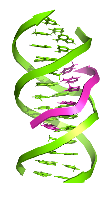 Üç sarmallı DNA