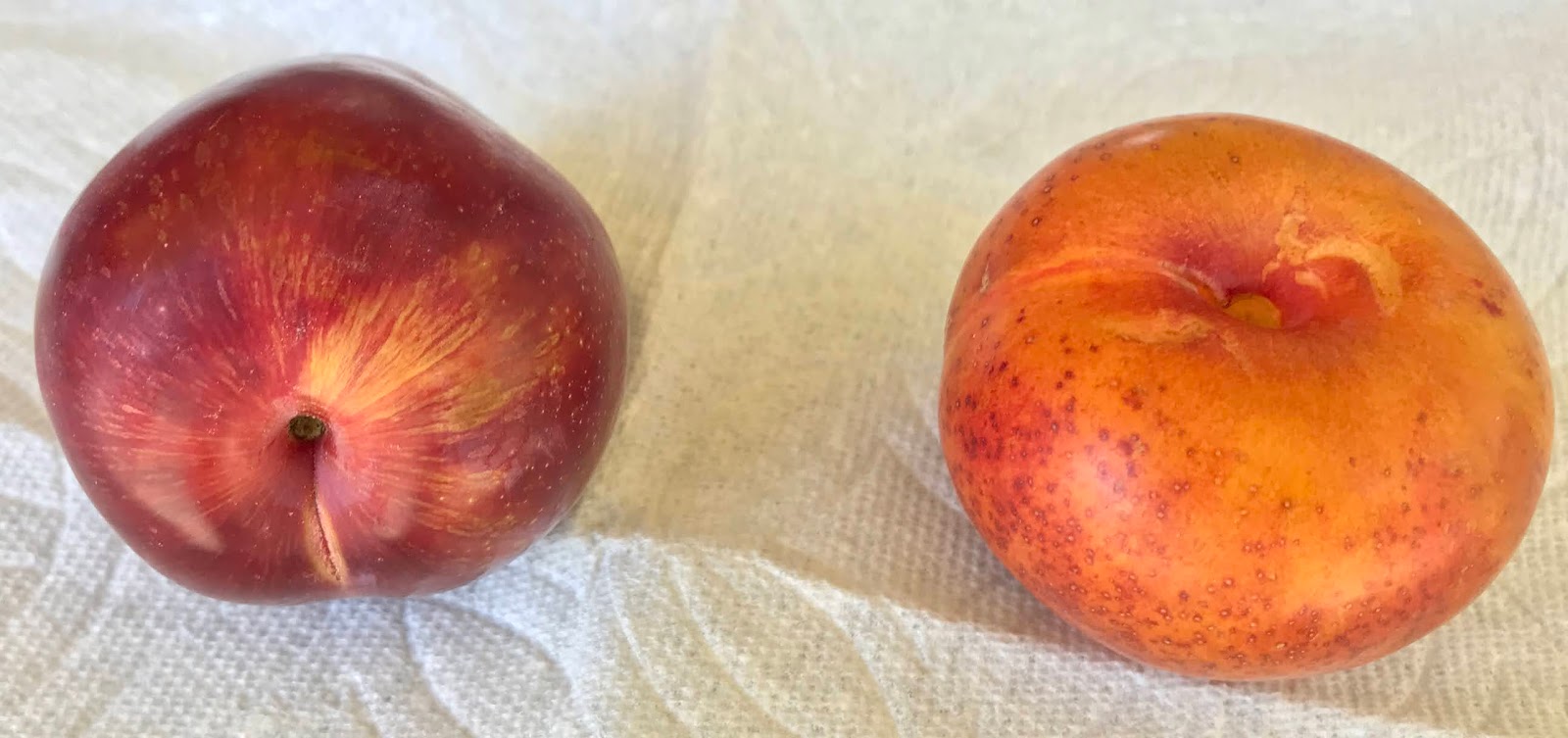Gardening Not so common plums. Sultan, Peachplum Hybrid DPRU 377