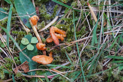 Puppe-snyltekølle  Lat: Cordyceps militaris