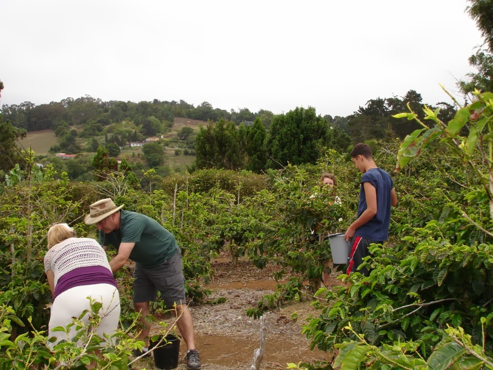 St Helena Island South Atlantic Adventure Coffee Picking on St Helena