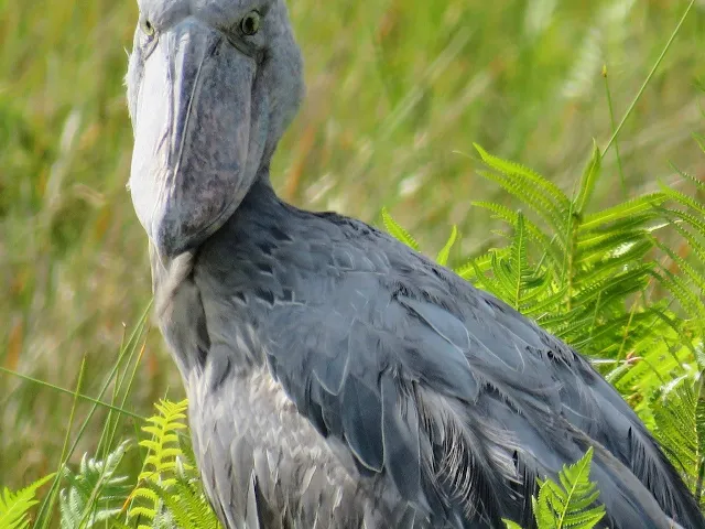 Where to see shoe-billed storks in Uganda? Close-up of a shoebill in Mabamba Swamp