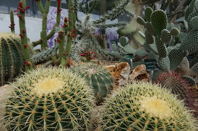 Jardin des Plantes - Serre des déserts et milieux arides