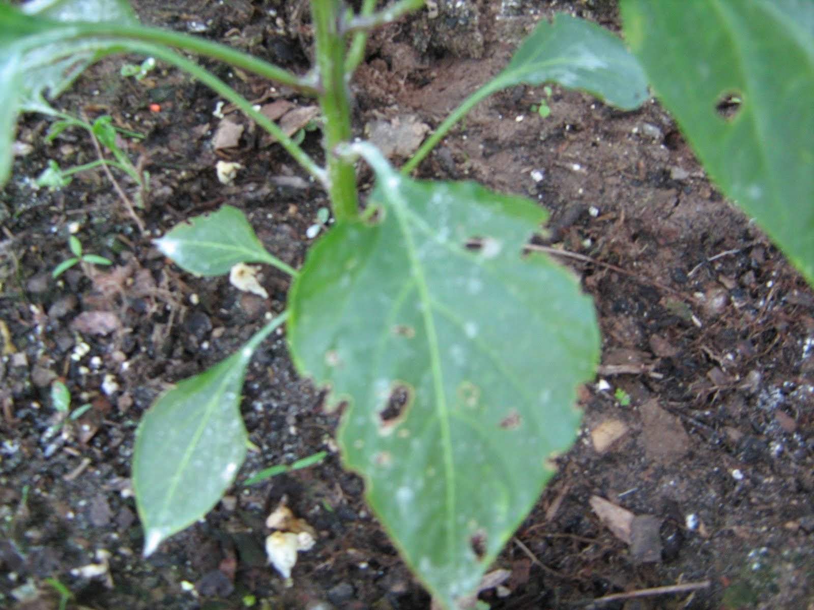Panama City Grandma What insect is eating my pepper plant?