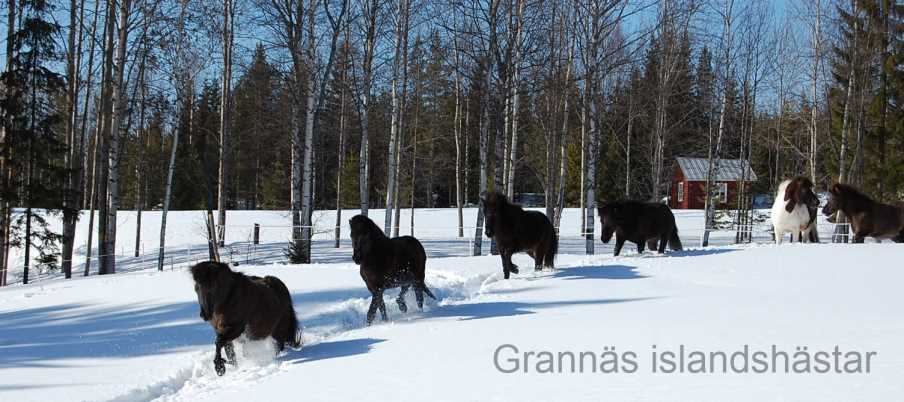 Grannäs islandshästar