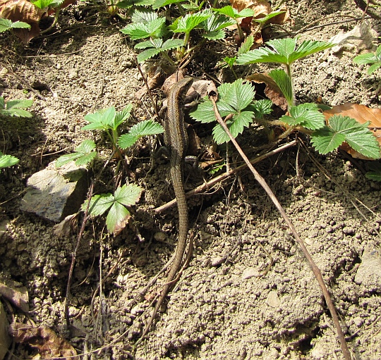 Jaszczurka zwinka (Lacerta agilis).