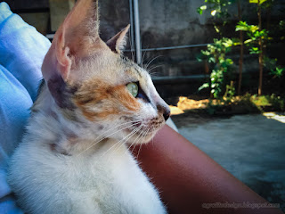 Haunting Eyes Three Color Stripes Cat Sees Something On Lap In The House North Bali Indonesia