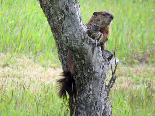woodchuck in a tree