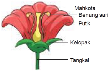Bunga yaitu alat perkembangbiakan pada tumbuhan Bagian-Bagian Bunga dan Fungsinya Lengkap
