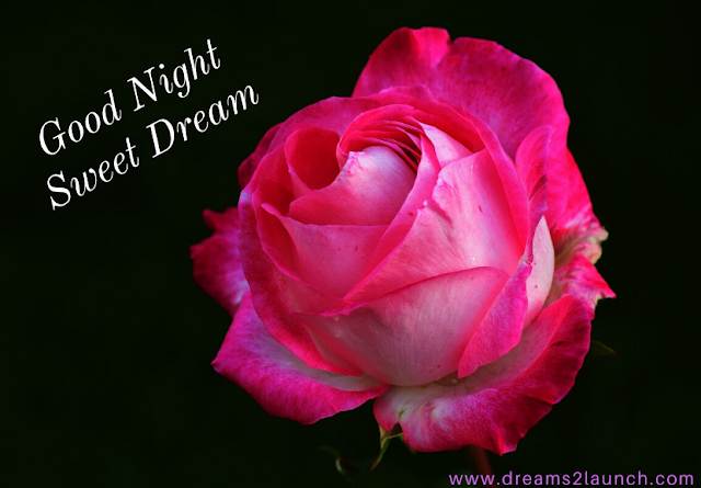 good night with rose good night with rose