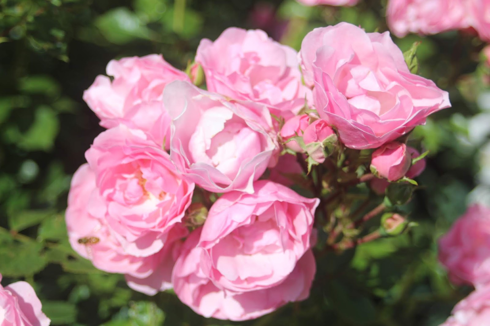 Prayer Gardeners Blog Maintaining Beautiful Bonica Roses