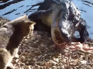 daily_gifdump_3513_04.gif