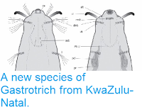 https://sciencythoughts.blogspot.com/2014/01/a-new-species-of-gastrotrich-from.html