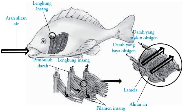 Sistem Pernapasan pada Ikan Pisces  