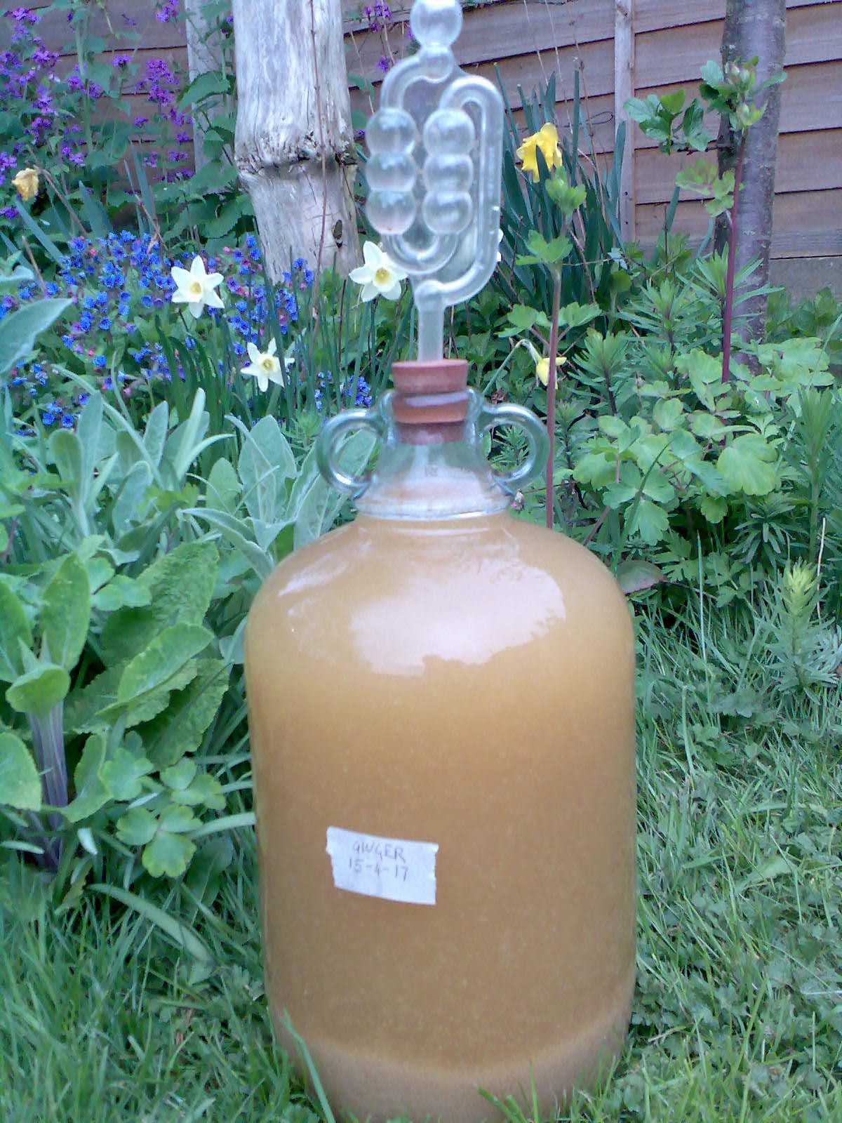 Ben's Adventures in Wine Making Ginger Wine 2017 The Making Of...