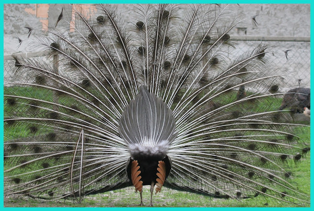 Peacock Bird In Hindi