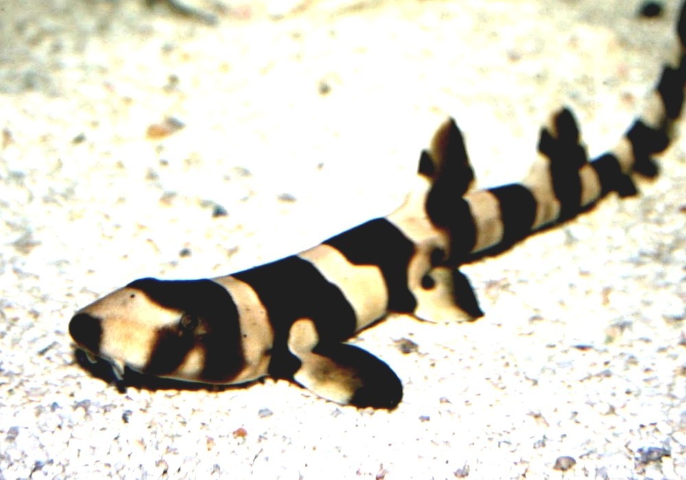 Brownbanded Bamboo Shark Banded Cat Shark