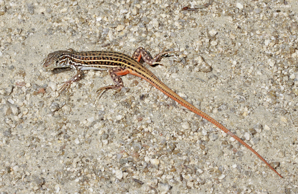 fotosricardoh LAGARTIJA COLIRROJA Redtailed Spinyfooted Lizard fotosricardoh LAGARTIJA COLIRROJA Redtailed Spinyfooted Lizard