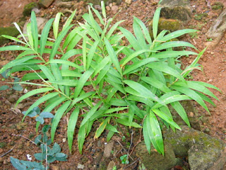Kilimo-cha-tangawizi Mmea-wa-tangawizi