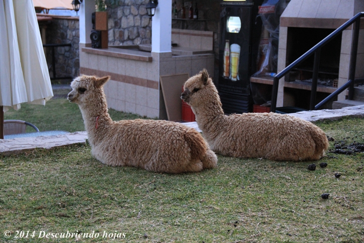 alpacas peruanas mantienen el cesped en un jardín